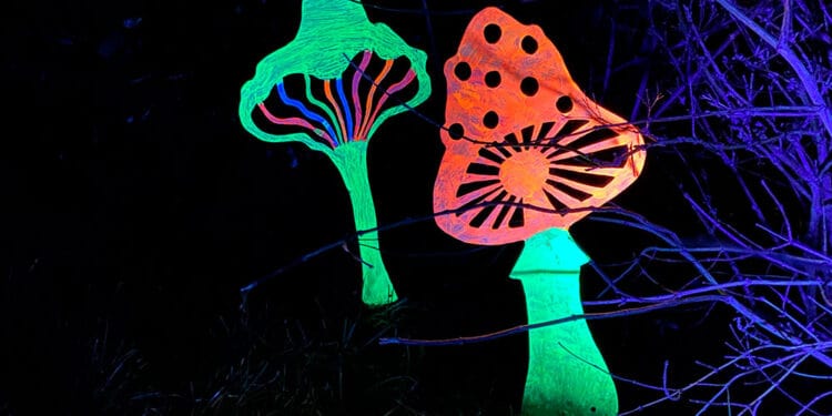 Lysende svampe - foto: Lysfestivalen
