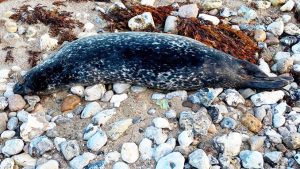 Miljøstyrelsen ønsker din hjælp og efterlyser døde sæler og marsvin foto: mst.dk