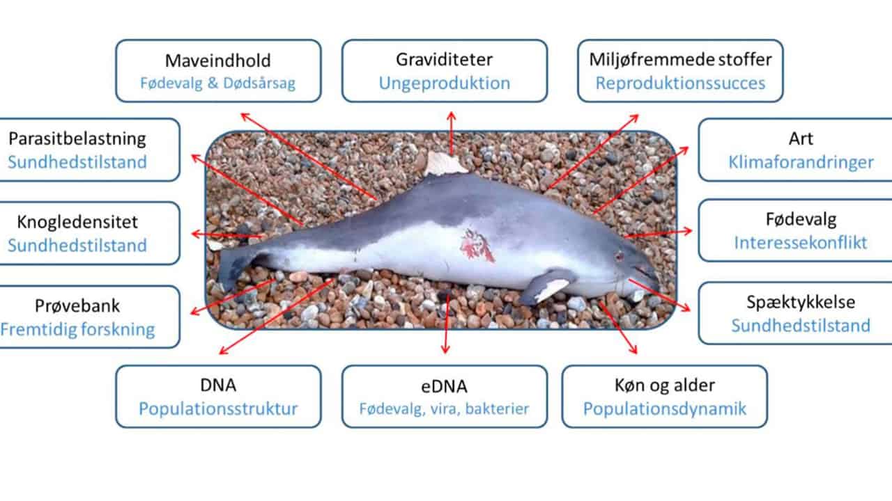 De indsamlede dyr bruges også til mange andre undersøgelser, som vist her.  foto: mst.dk