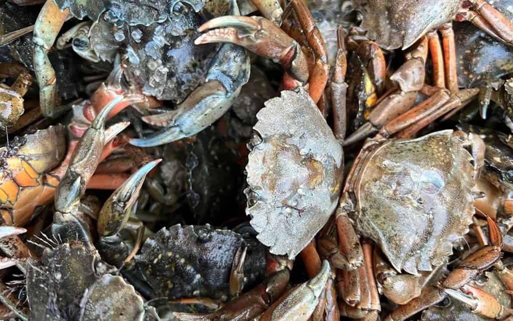 Krabbefestivalen ved omhu og Nordsø Fisk
