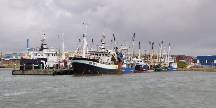 hvide sande havn