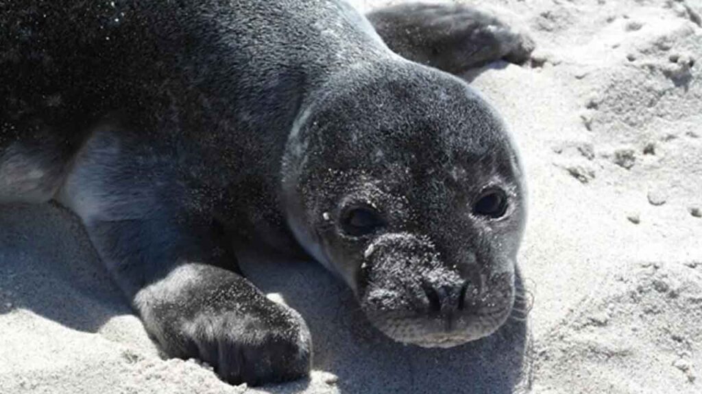 Ser du en sælunge alene på stranden, så lad den være. Det er det klare budskab fra Naturstyrelsen, som i disse uger modtager mange opkald fra bekymrede borgere. foto: naturstyrelsen