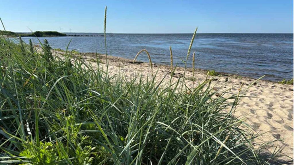 Lokale lodsejere har bakket godt op om de tegnemøder, der er blevet afholdt i alle kommunerne i Den Lokale Trepart for Ringkøbing Fjord. Men der er stadig et stykke vej mod målet. Så hvis landbruget skal undgå en målrettet kvælstofregulering fra 2027, skal der indtegnes flere arealer til udtagning eller omlægning. foto: rksk