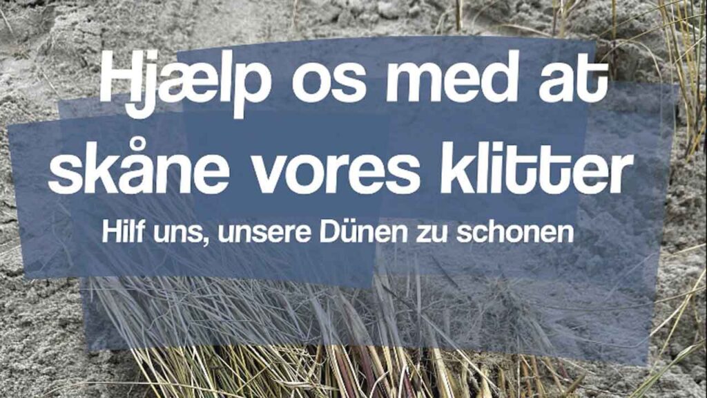 Frivillige kan igen gøre en forskel for Holmsland Klit! Tirsdag den 23. september 2025 - mellem klokken 10 og 12 inviterer vores lokale klitfoged, Hanne Jensen til sidste plantedag i 2025 ved Vesterledvej 76 i Sdr. Haurvig. foto: fb HvideSande.By