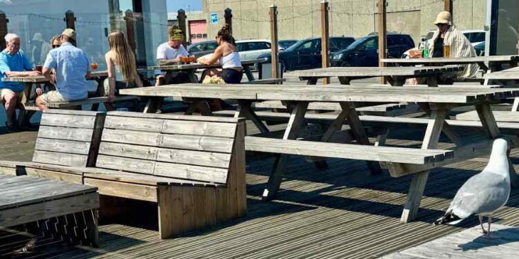 Fuldt hus til kampene + en måge - Mikael Sand JVR Consult