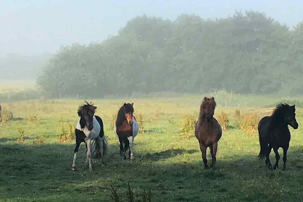 Landbrugets pause fra Den Lokale Trepart ærgrer i Ringkøbing-Skjern Kommune
