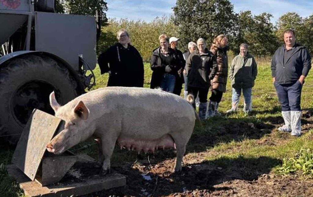 Køkkenpersonalet fra kommunens plejehjem kiggede med, da en af de økologiske, fritgående poppelgrise hos Hestbjerg Økologi spiste frokost. - rksk