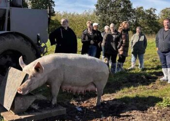 Køkkenpersonalet fra kommunens plejehjem kiggede med, da en af de økologiske, fritgående poppelgrise hos Hestbjerg Økologi spiste frokost. - rksk